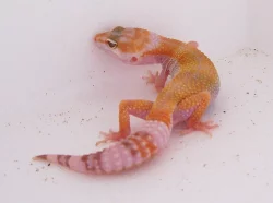 E. macularius - Gekončík noční