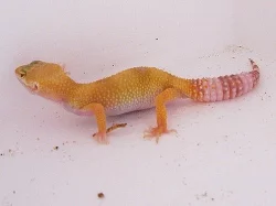 E. macularius - Gekončík noční