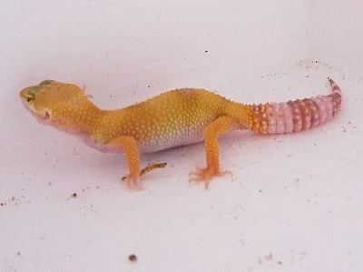 E. macularius - Gekončík noční