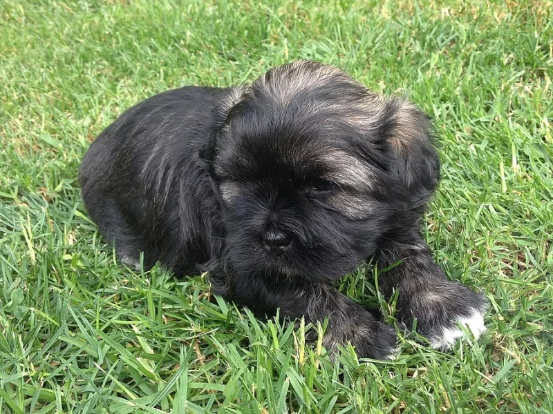 Štěňátka Lhasa apso