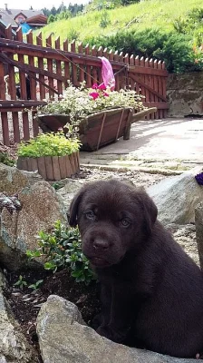 Labradorský retrívr - štěňátka