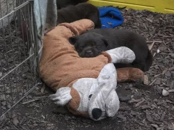 Labradorský retrívr - štěňátka