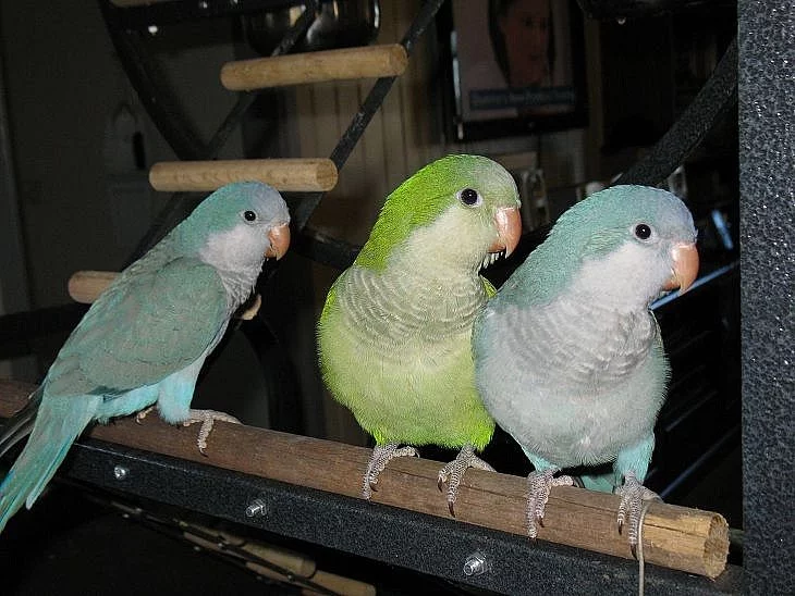 papoušci Ptáci