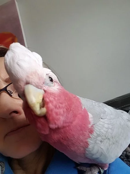 papoušci Ptáci