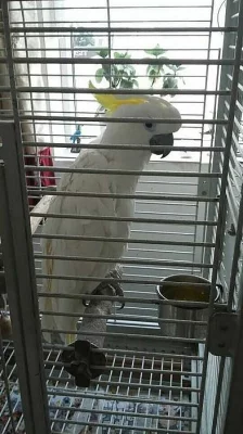 papoušci Ptáci
