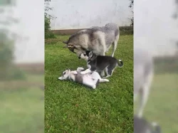 Krásné čistokrevná štěňata