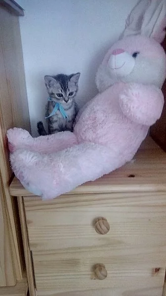 Britská koťátka