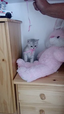 Britská koťátka