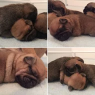 mops štěňata s pp