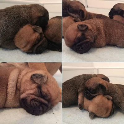 mops štěňata s pp