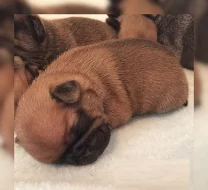 mops štěňata s pp