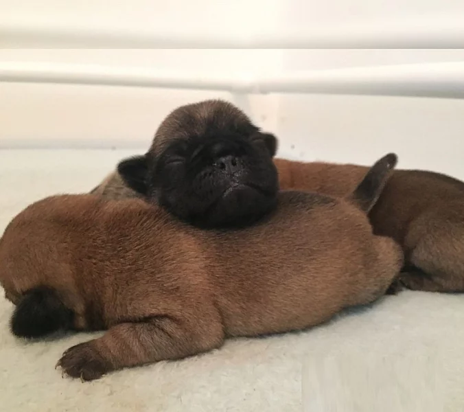 mops štěňata s pp