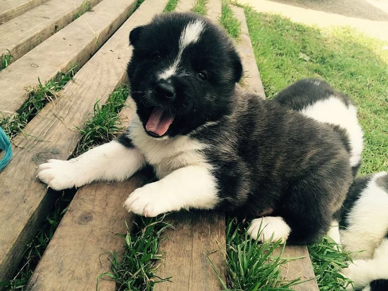 Akita Psi