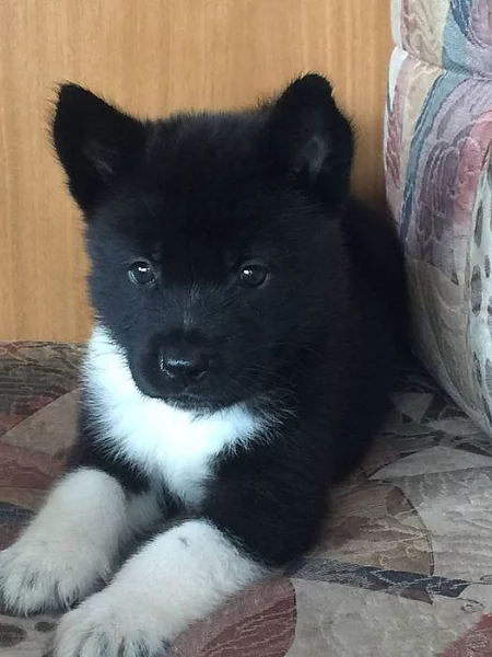 Akita Psi