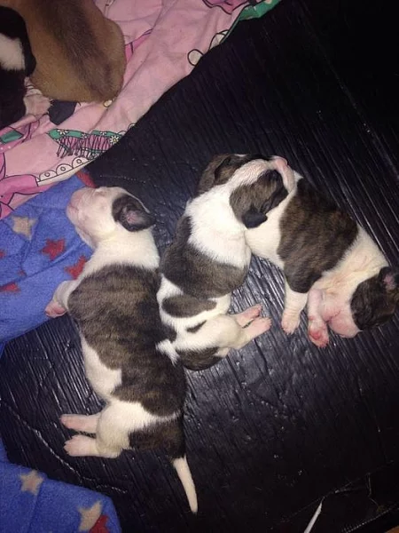 Americký buldok Pes