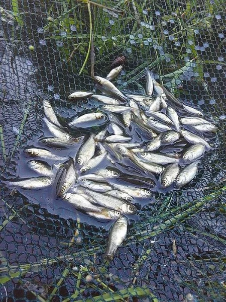 Rychlený plůdek amura