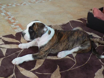 Bandog -
