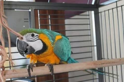 Krásné čistokrevná papoušci