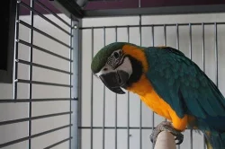 Krásné čistokrevná papoušci