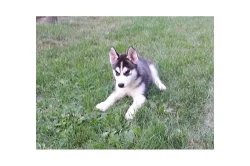 SIBIŘSKÝ HUSKY s PP FCI-pejsek normální vlasy