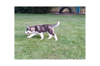 SIBIŘSKÝ HUSKY s PP FCI-pejsek normální vlasy