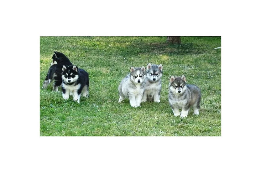SIBIŘSKÝ HUSKY s PP FCI-pejsek normální vlasy