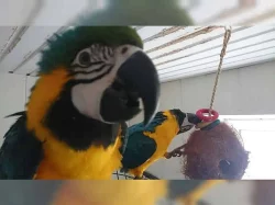 Šest ara papoušci