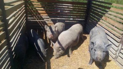 Gottingentská prasátka
