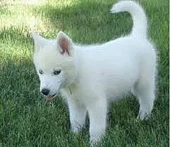 Sibiřský husky