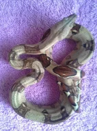 Hroznýš královský (Boa constrictor)