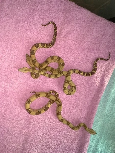 Hroznýš královský (Boa constrictor)