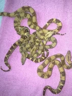 Hroznýš královský (Boa constrictor)