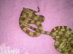 Hroznýš královský (Boa constrictor)