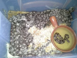 Hroznýš královský (Boa constrictor)