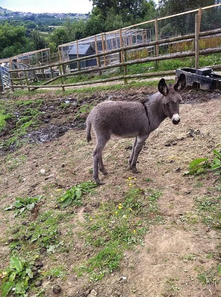 Koně