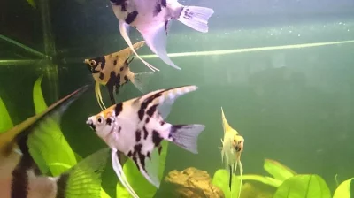 Skalár Fish