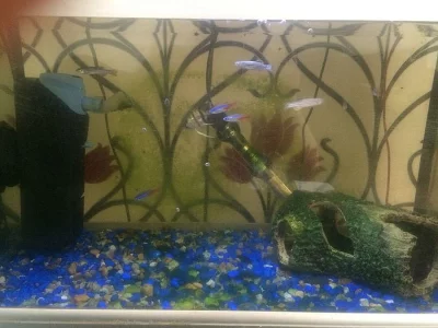 Skalár Fish