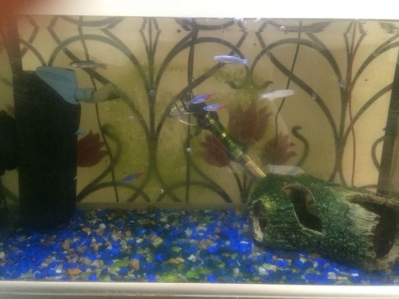 Skalár Fish