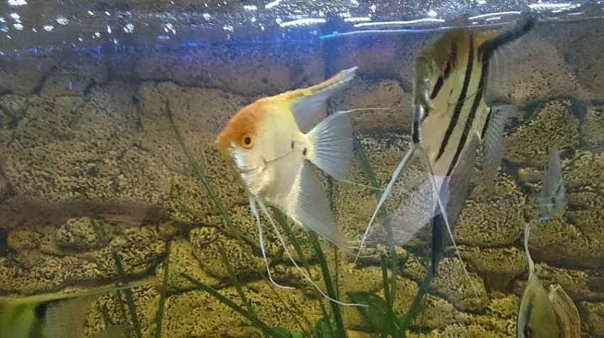 Skalár Fish