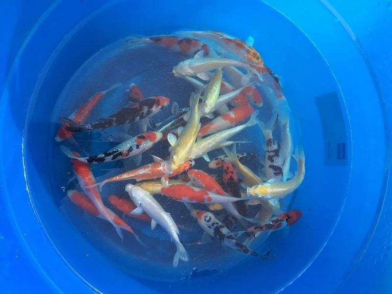 Koi kaprů ryby