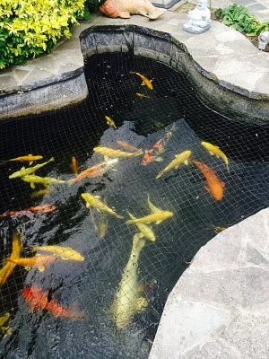 Koi kaprů ryby