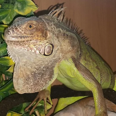 Smíšené plemeno Plazi