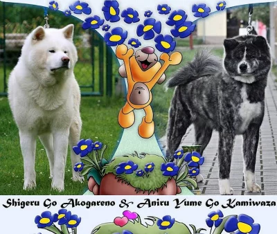 Akita inu s PP