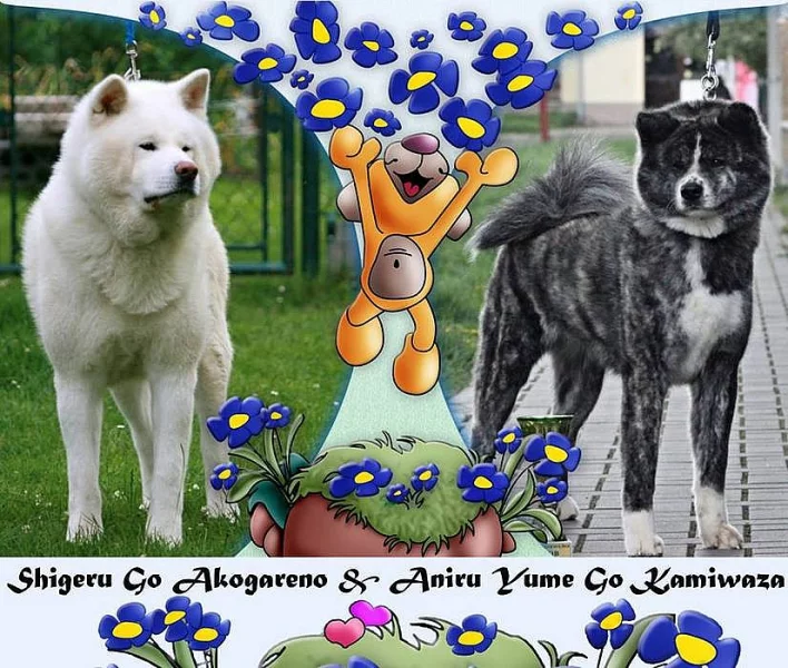Akita inu s PP