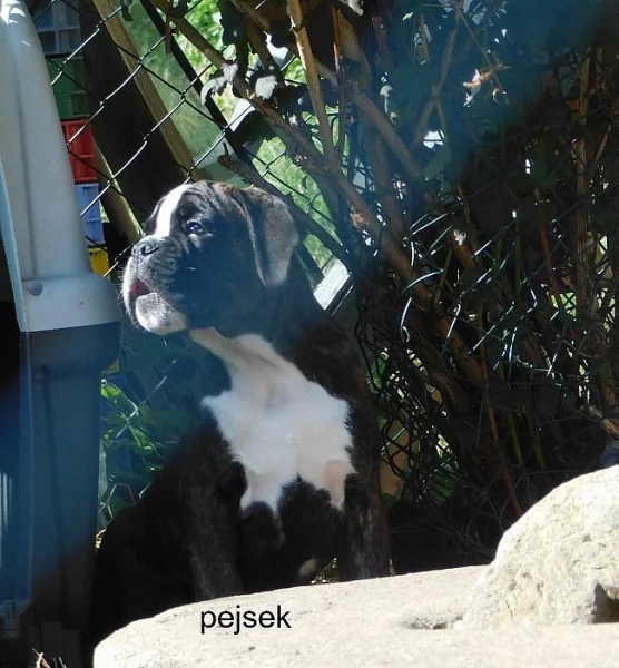 Boxer s PP, 1x fenka,2x pejsek