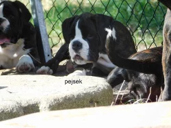 Boxer s PP, 1x fenka,2x pejsek