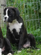 Boxer s PP, 1x fenka,2x pejsek