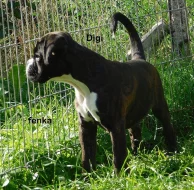 Boxer s PP, 1x fenka,2x pejsek
