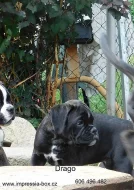 Boxer s PP, 1x fenka,2x pejsek