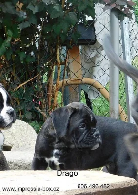 Boxer s PP, 1x fenka,2x pejsek
